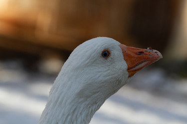 Similar image 21976547