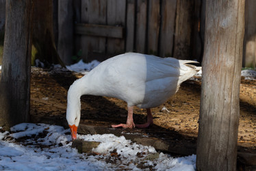 Similar image 21976548