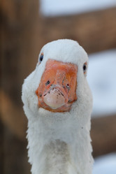 Similar image 21976549