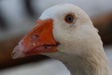 Similar image 21976550