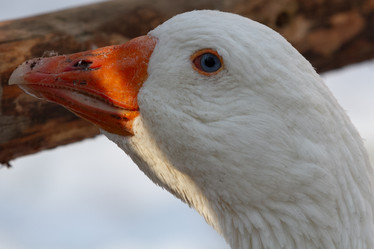 Similar image 21976551