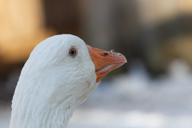 Similar image 21976552