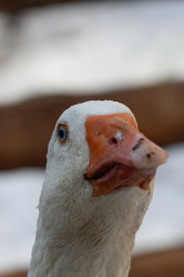 Similar image 21976553