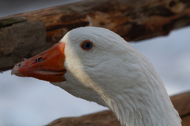 Similar image 21974412