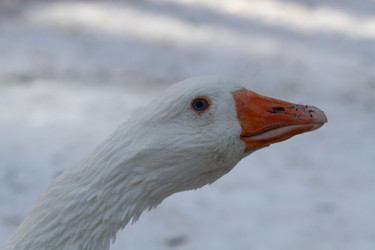 Similar image 21974413