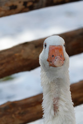 Similar image 21974414