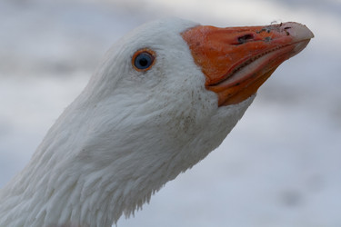 Similar image 21974415