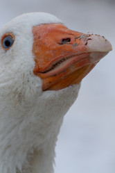 Similar image 21974416