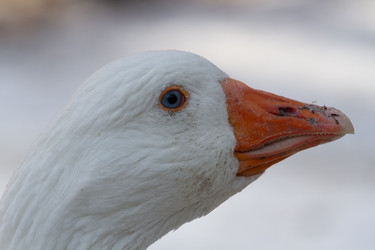 Similar image 21975999