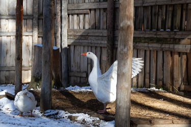 Similar image 21976001