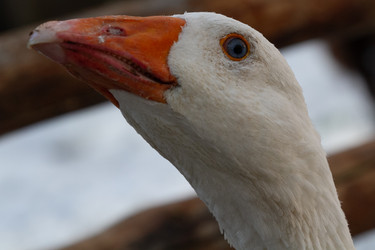 Similar image 21976002