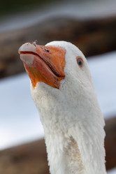 Similar image 21976003