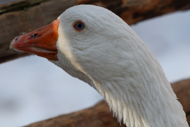 Similar image 21976004