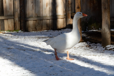 Similar image 21976005