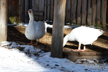 Similar image 21976006