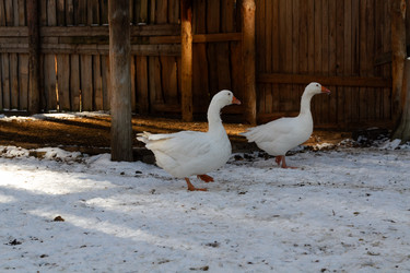 Similar image 21976007