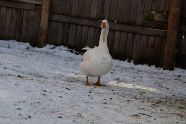 Similar image 21976009