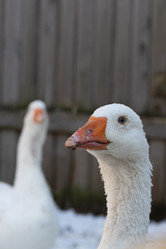 Similar image 21976010