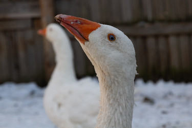 Similar image 21976011