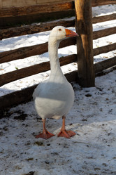 Similar image 21976013