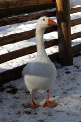 Similar image 21976014