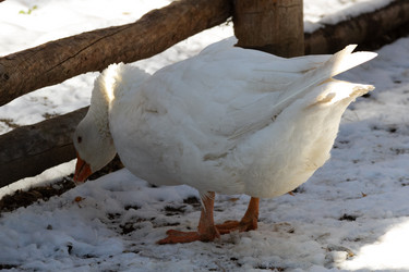 Similar image 21976015