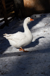 Similar image 21976016