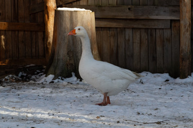 Similar image 21976017