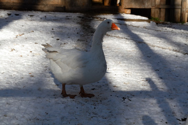 Similar image 21976018