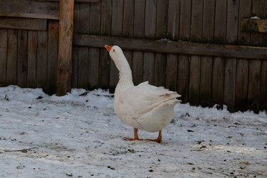 Similar image 21976019