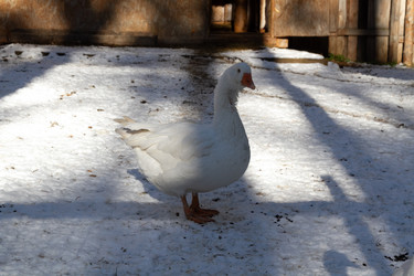 Similar image 21976020