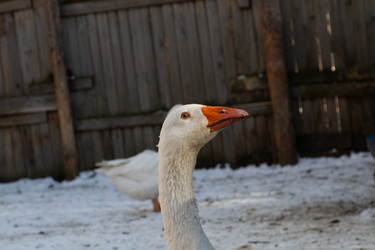 Similar image 21976021