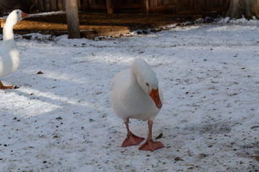 Similar image 21976023