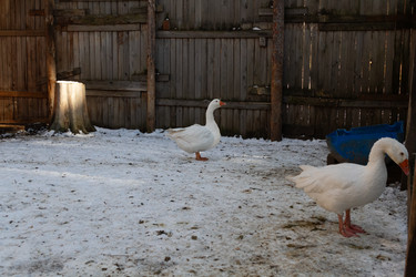 Similar image 21976024