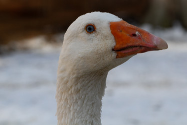 Similar image 21976065