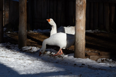 Similar image 21976066