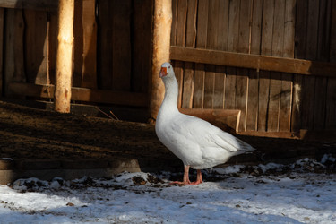 Similar image 21976259