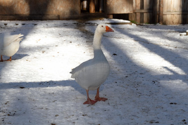 Similar image 21976261