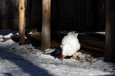 Similar image 21976265