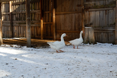 Similar image 21976266