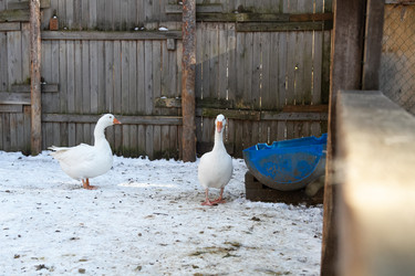 Similar image 21976267