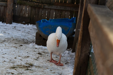 Similar image 21976268