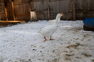 Similar image 21976269