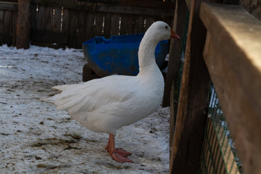 Similar image 21976270