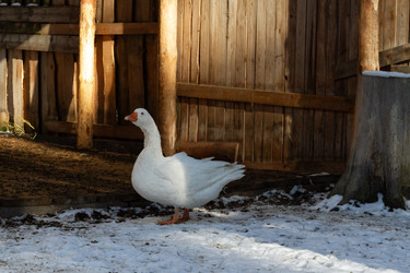 Similar image 21976271