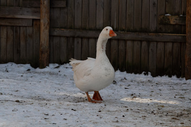 Similar image 21976272