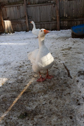 Similar image 21976273