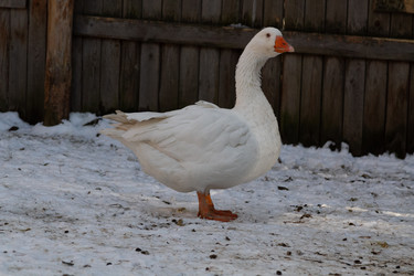 Similar image 21976274