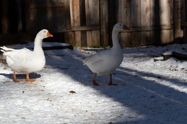 Similar image 21976276