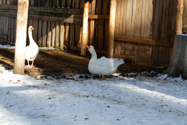 Similar image 21976279